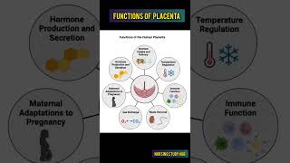 Functions of placenta #shortsfeed #viralvideos #trending #ytshortsindia