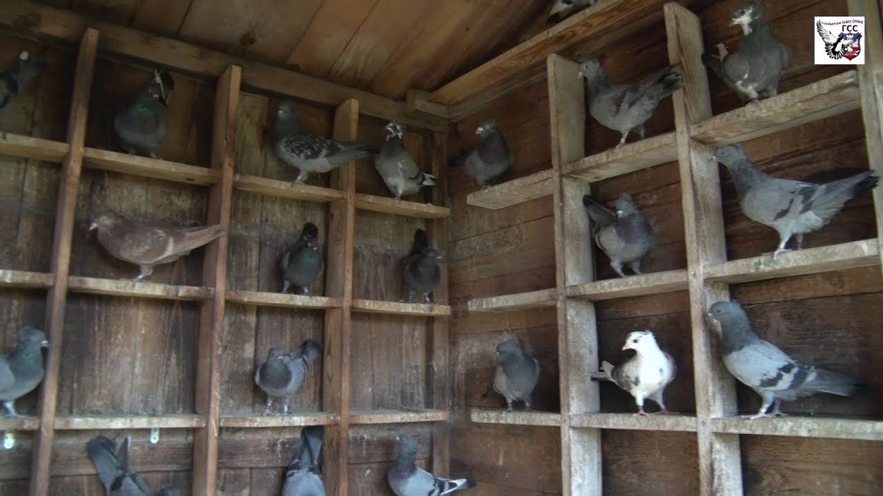 Јуниорски првак 3. региона 2020.- Жељко Васић ГСС 403