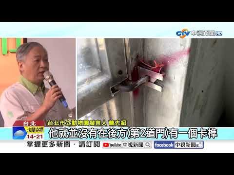 Chimpanzees Escape and Send Giraffes Into a Panic! Are They Smarter Than Humans!? | CTV News 09/1...