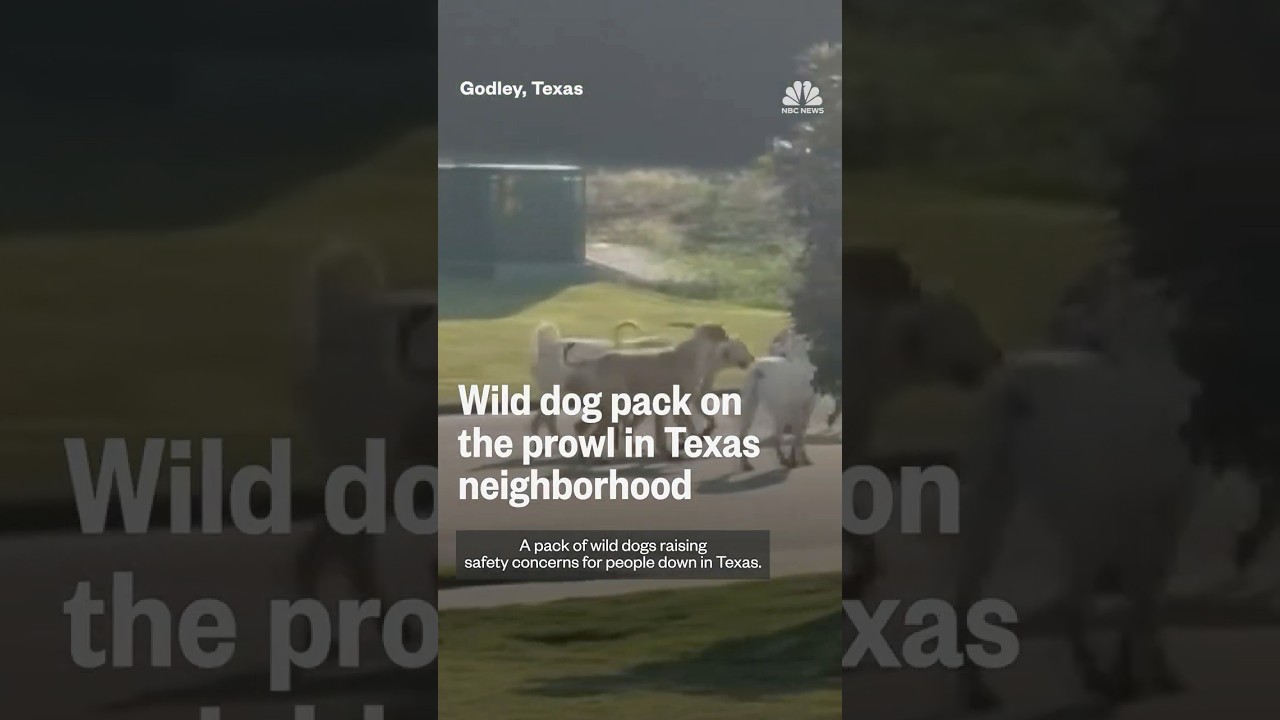 Wild dog pack on the prowl in Texas neighborhood