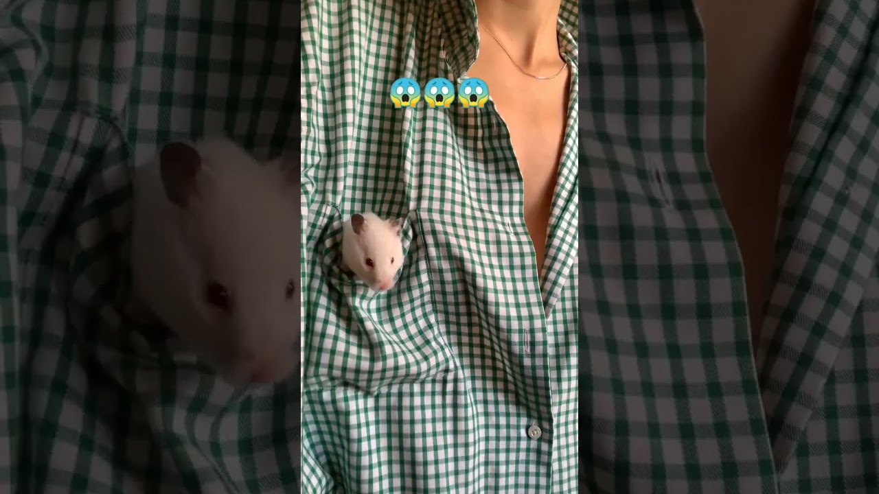 pocket animal/😱😱😱/pets 