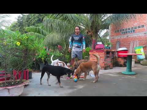 Curious Dog Rural Partnership