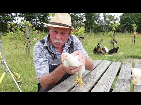 Moestuinpraat suikermais, kippen perikelen legkip, vleeskip plofkip