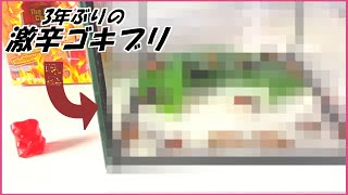 蟻戦争 3年経った「激辛ゴキブリ」は今どうなってる?～spicy roach～