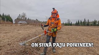 Pelasta pellot pajuilta - Raivaussahalla pitkästä aikaa || Husqvarna 555FXT