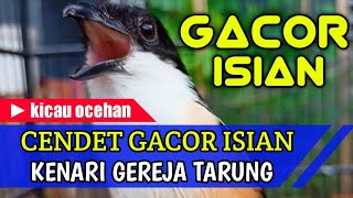 CENDET GACOR ISIAN KENARI GEREJA TARUNG