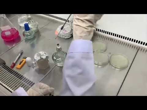 Kỹ thuật cấy ria - YouTube