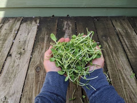 GROWING MICROGREENS - Everything You Need to Know