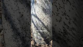 do you like ants ? #fyp #ants #asmr #asmrcommunity #nature #animals #latest #animal #animalshorts