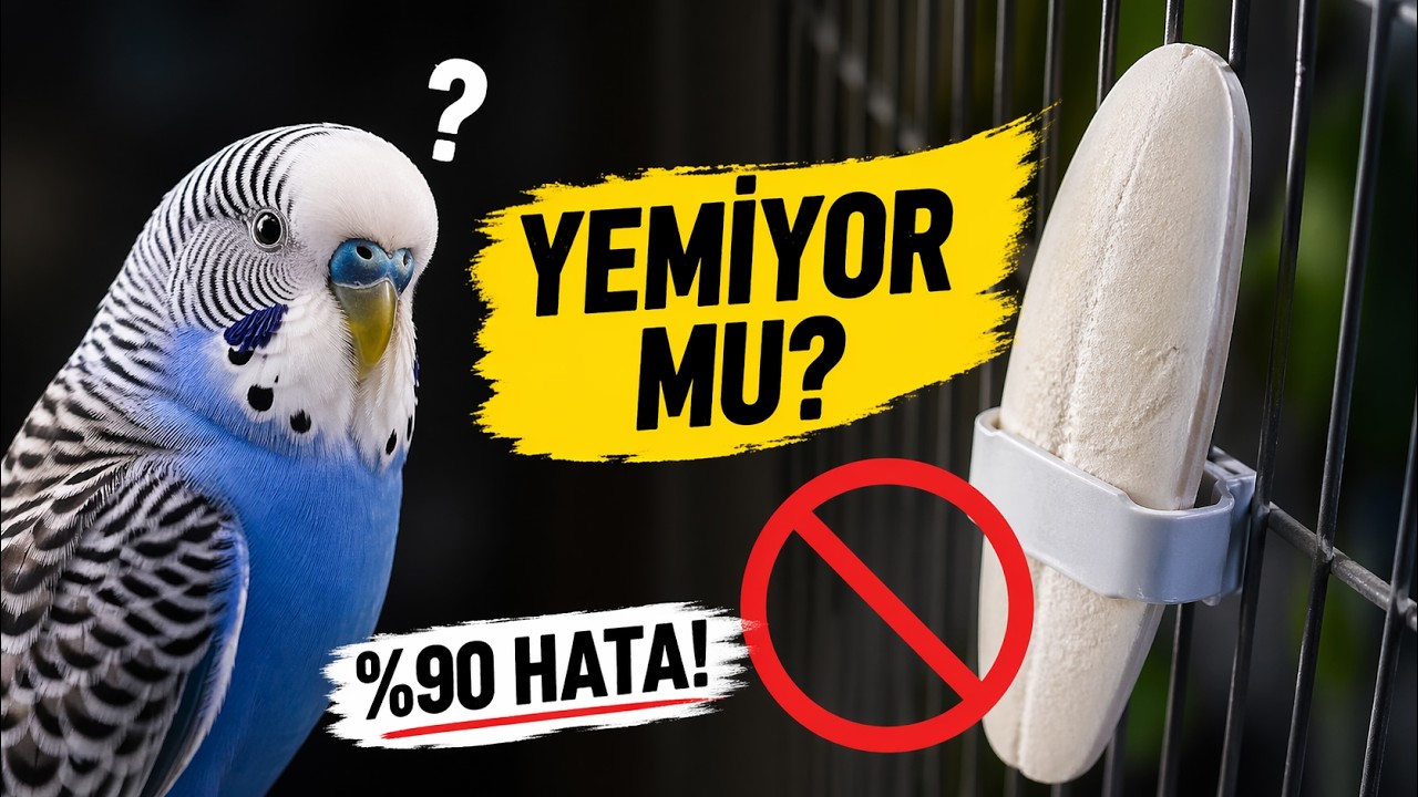 👉 Kuşum kalamar kemiğini yemiyor! (Kesin çözüm) #kuşbakımı #muhabbetkuşu #kalamarkemiği