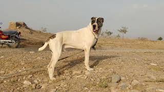 Afghan Kochi Dog Champion Afghan Kochi Cross Dog