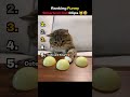 Ranking SMARTEST Cats Clips #shorts #funny