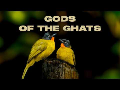 Gods of the Ghats