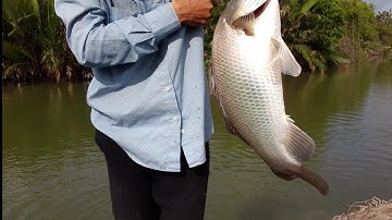 (P.1) Khám phá đầm (đùng) mới, câu cá chẽm cùng các cần thủ ở Xã Lý Nhơn, Cần Giờ || Seabass Fishing