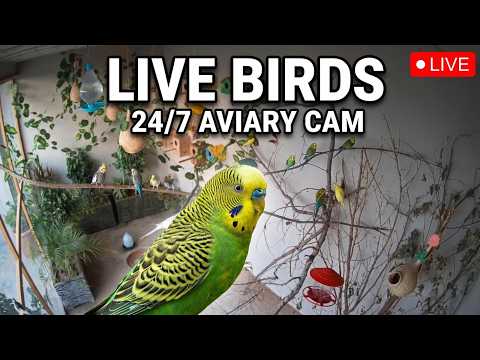 24/7 Live Parrot Aviary | Parakeet Live | Natural Bird Sounds