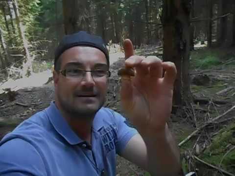 Pilze Im Harz I Gaumenschmaus Aus Dem Wald Gleich In Den Mund Youtube