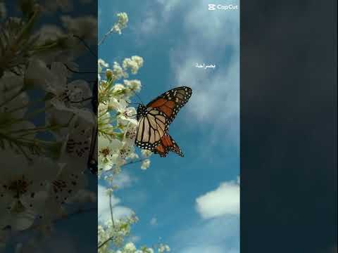 احبكمممم بدون موسيقى لايك اشتراك ياعسلاتي 