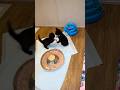 Molly vs Bond: tiny kitten WWE match 😂 #kitten #kittens #rescue #foster #adoptdontshop
