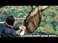 CARA SEDERHANA PANEN MADU LEBAH HUTAN...