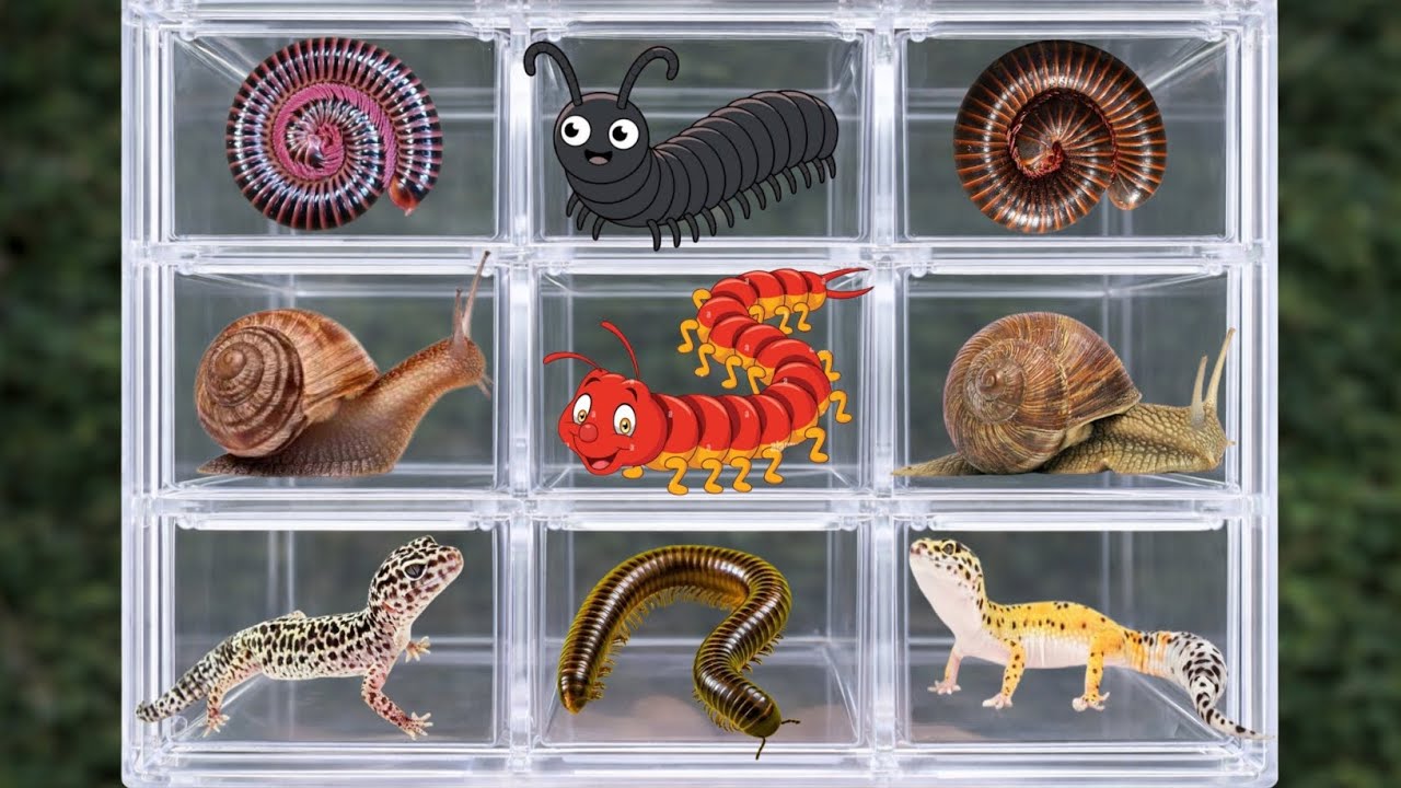 Catch millipedes in the garden,and they hide inside coconuts 