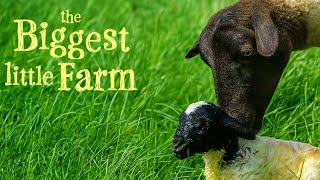 Surprise Birth During Farm Tour | The Biggest Little Farm
