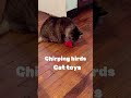 #potaroma #petlovers #fyp #chirpingbirdsforcats #fok Discover the box excitement for cats!