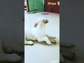 Bingo boy  🐕#shitzulove #shitzu #shitzupuppies #petlover #petshub #shitzu_lover #fluffypuppies