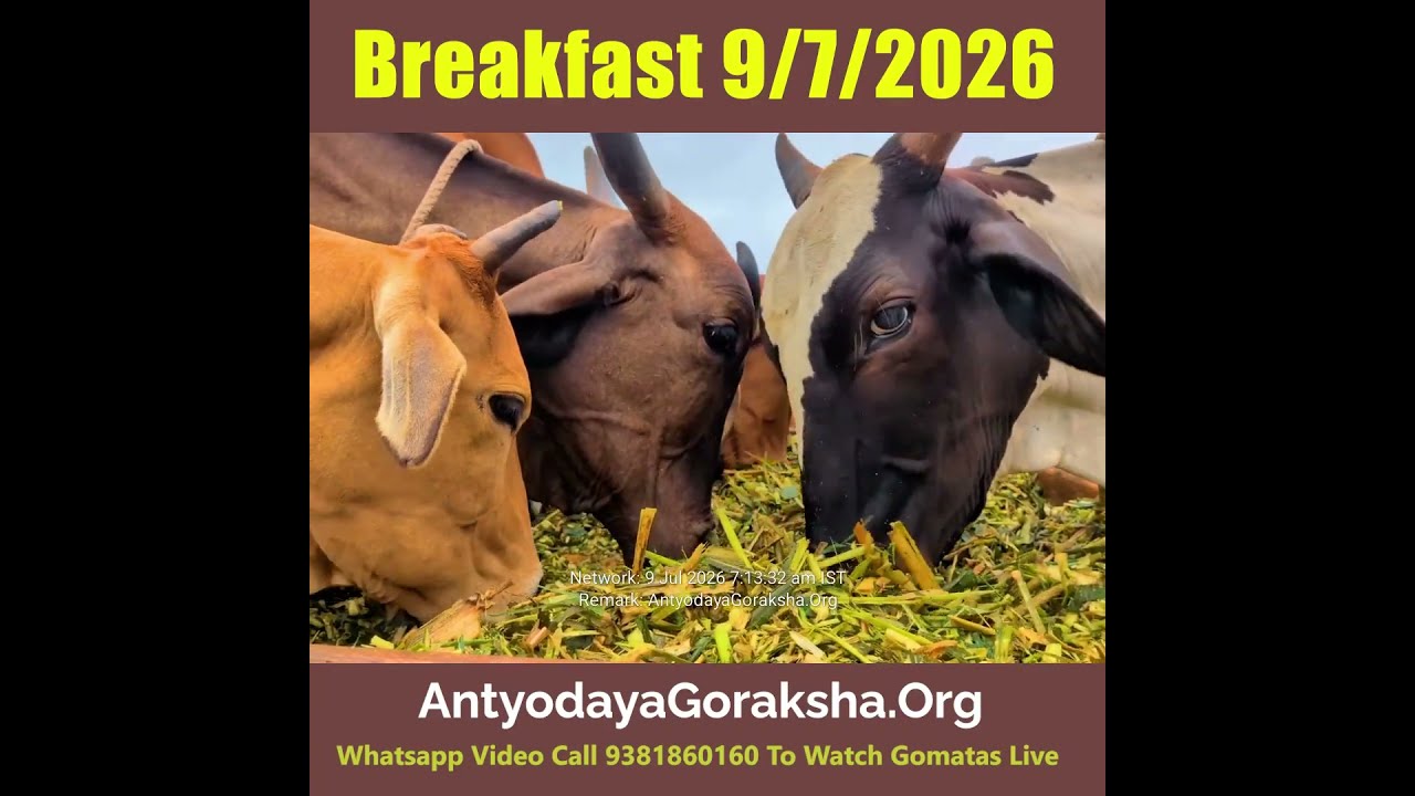 [09 Jul 2026] Breakfast time for Cows