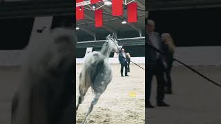اجمل حصان عربي في العالم الترند horse