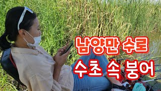 남양만수로 수초 속 붕어/토종붕어/떡붕어/남양만 남양만수로 수초 속 붕어/토종붕어/떡붕어/남양만