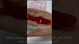 The Miracle Fish is a Fortune Teller Fish #science #didyouknow #howdoesitwork #fish  #fortuneteller