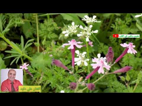 أغنية زينب بصوت الفنان القدير علي داود أن شاء الله ينال اعجابكم