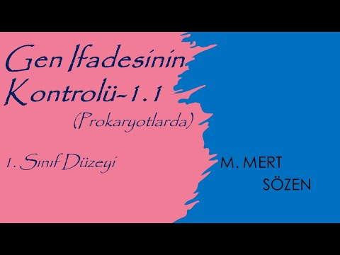 Video: S hangi noktada gen ekspresyonu düzenlenebilir?