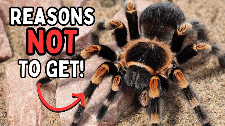 Tarantula Pets - Reasons NOT To Get A Pet Tarantula Spider | Spooderpods