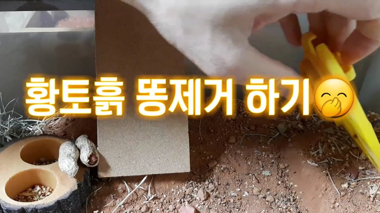 황토흙에서 똥 제거하기.216/removing poop from loess soil/黄土で糞を削除する/从黄土中去除粪便