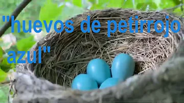 ¿Por qué son azules los huevos de petirrojo?