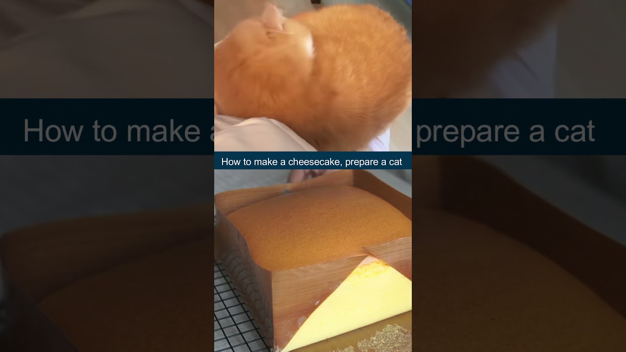 How to make a cheesecake, prepare a cat #fluffly #cute #pets #cat #bread