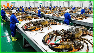 How Lobster Is Processed in a Modern Factory 🦞 | Maine Seafood Industry Tour