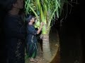 wow. there's a wild guinea pig on top of the coconut  #shortvideo #nature #amazing