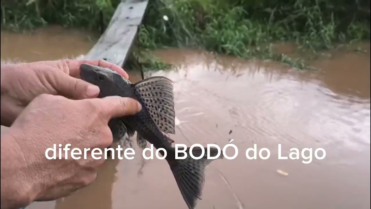 🦅 ÁGUIA PESCA?, BODÓ=CARI dourado e pretão & TRAIRA .