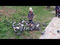 Как поймать голубя