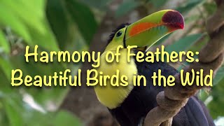Harmony of Feathers - Beautiful Birds in the Wild 4K
