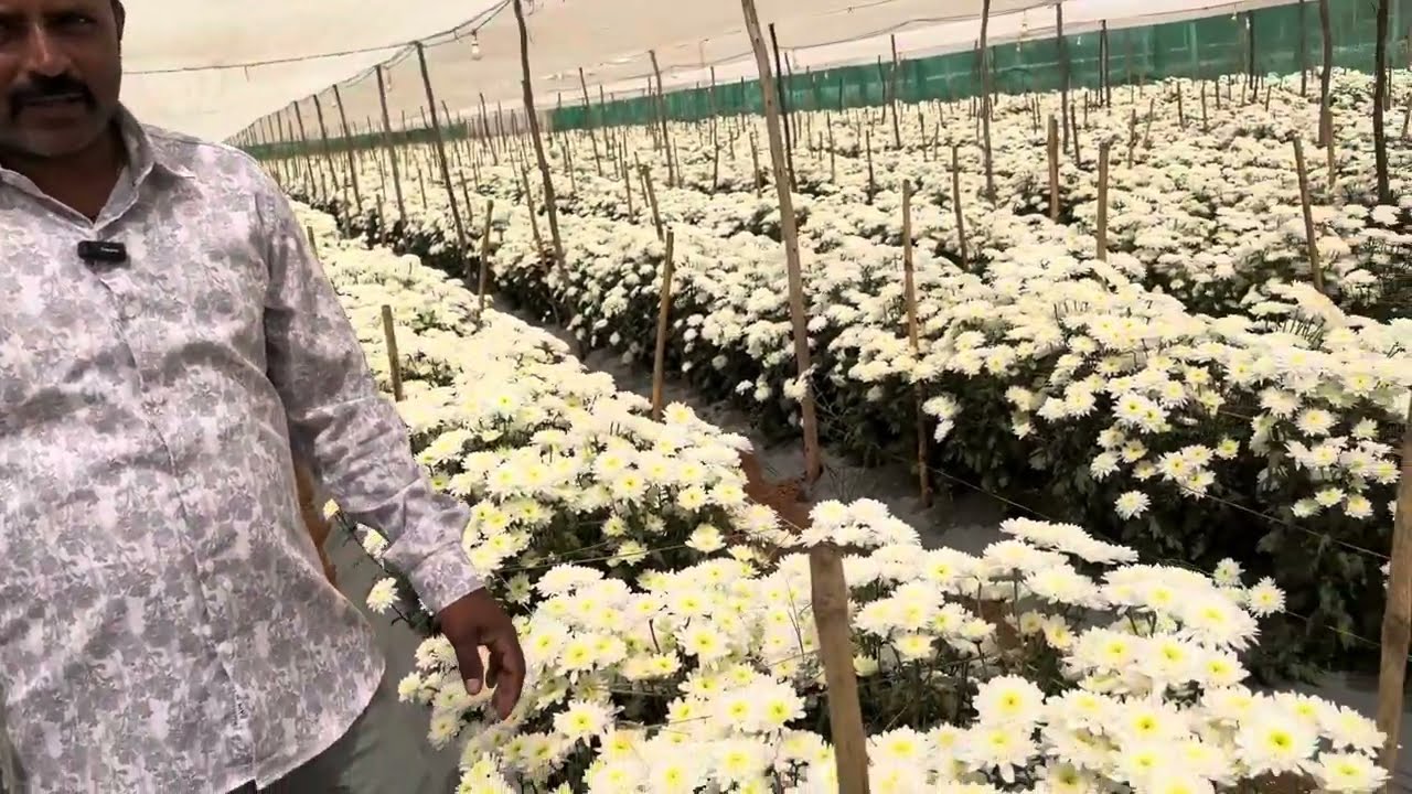 ಲಾಭದಾಯಕ ಹೂವಿನ ಬೆಳೆ: ಸೇವಂತಿ/chrysanthemum arctic queen cultivation
