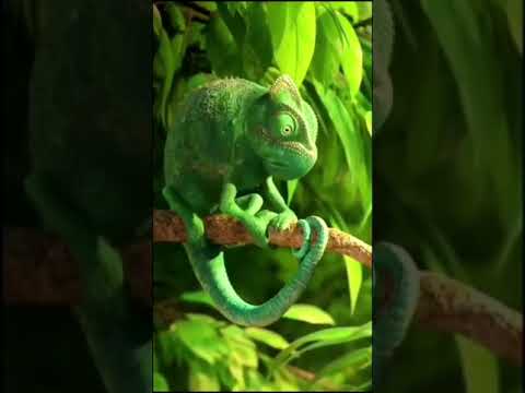 اكل الحرباء