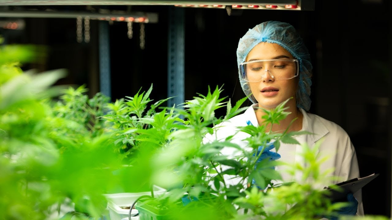 How to Get a Medical Marijuana Card in MA via Telemedicine