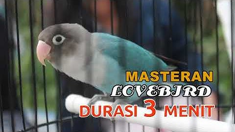MASTERAN LOVEBIRD konslet 3 MENIT  DURASI 2 JAM