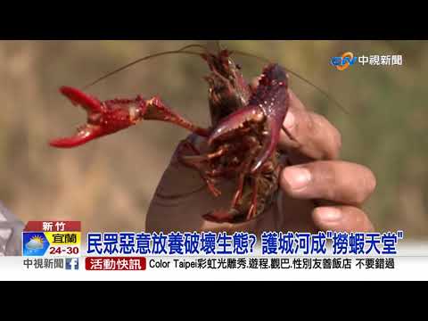 小龍蝦大軍入侵 ! 新竹護城河5天抓3千隻│中視新聞 20211015
