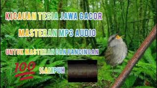 SUARA BURUNG TESIA JAWA GACOR COCOK UNTUK PANCINGAN DAN MASTERAN
