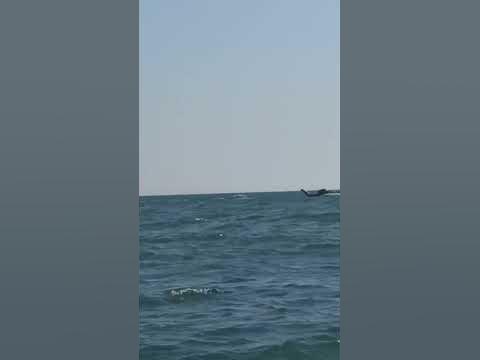Морское чудовище на Черном море, куча свидетелей👻😲😉#море #чудовище # ...