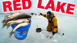 RED LAKE Ice Fishing IS ON FIRE! (Catch & Cook Limits) by Sobi 94,220 views 5 months ago 23 minutes